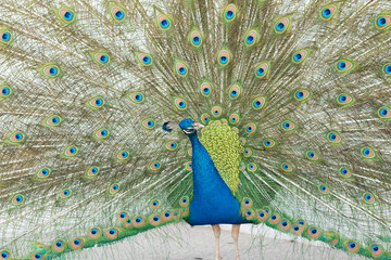 Obraz premium peacock with feathers out