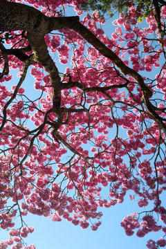 Tronco retorcido de ip&ecirc; rosa florido em c&eacute;u azul