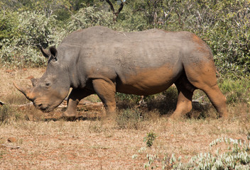 white rhino with dust on its belly walking close by with large horn in kruger national parc