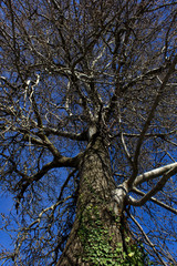 huge strong old tree track in the blue spring sky