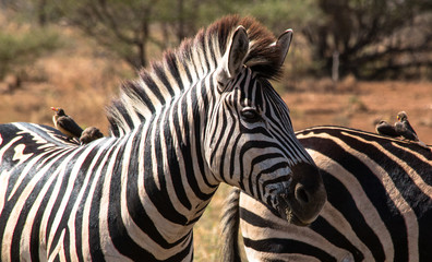 Fototapeta na wymiar zebra close up with bird sitting on its back african wilderness in southern africa/ south africa kruger national parc