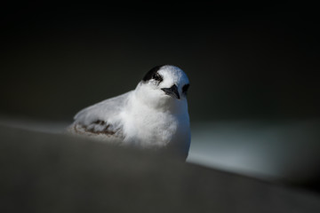 Tern on the beach, Byron Bay Australia