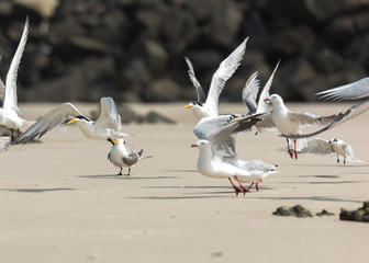 Tern on the beach, Byron Bay Australia