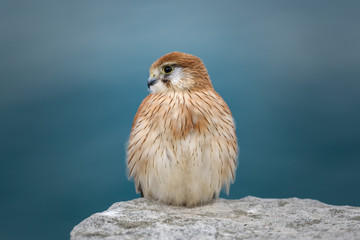 Nankeen Kestrel by the sea, Sydney, Australia
