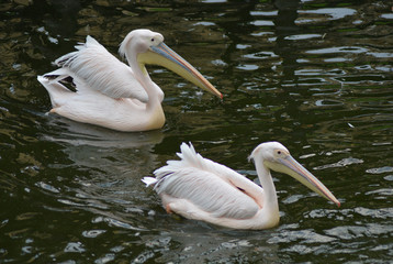 Great or eastern or rosy white Pelican ( Pelecanus onocrotalus ) in South Africa swimming in a lake with a green background