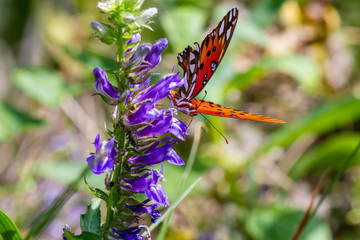 butterfly on a flower