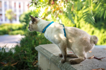 Portrait of a beautiful cat on leashes in the summer garden. Pets walking outdoor adventure in...