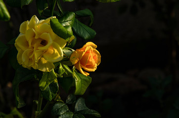Yellow rose in the garden on a summer day.