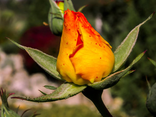 Yellow Rose bud