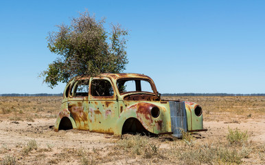 Car wreck in the desert with tree growing through its roof