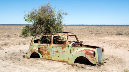 Car wreck in the desert with tree growing through its roof