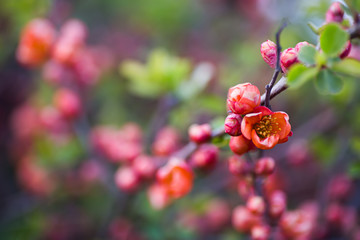 Blooming pink-orange branches of Japanese quince in spring outdoor with copy space. Bush in blossom with vibrant flowers