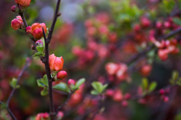 Blooming pink-orange branches of Japanese quince in spring outdoor with copy space. Bush in blossom with vibrant flowers