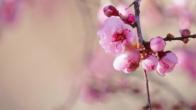 pink flowers on tree branches, blossom on sunny spring day, 4k