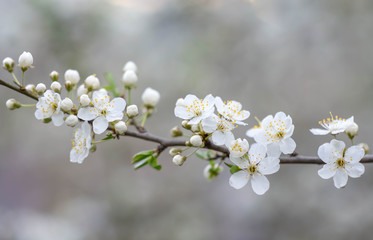 white flowers of cherry tree