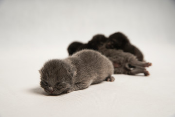 Cute black and gray cats sleep on white background.