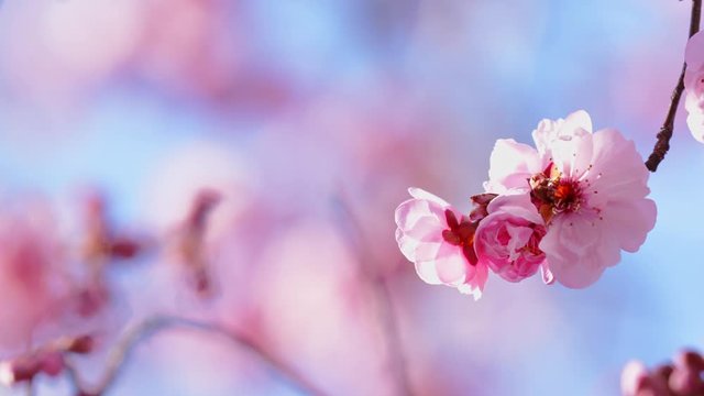 Pink flowers on tree branches in spring against sunny blue sky, spring blossom background, 4k