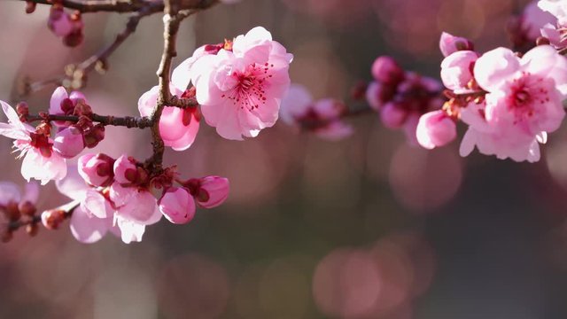 pink tree flowers in sunny day spring blossom, close-up on branches with natural bokeh background, 4k
