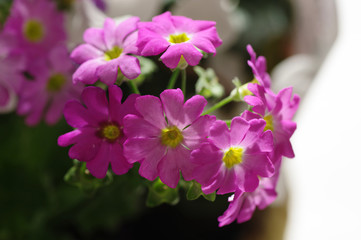 Fototapeta na wymiar 朝日を浴びるピンクの花