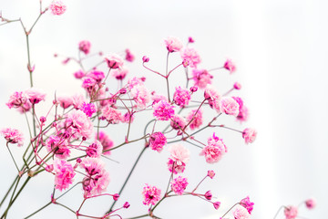 Sprig of pink gypsophila on the white background.Flowers close up,selective focus,blurred background