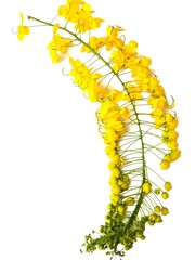 Cassia fistula yellow flowers blooming with branch isolated on white background closeup.