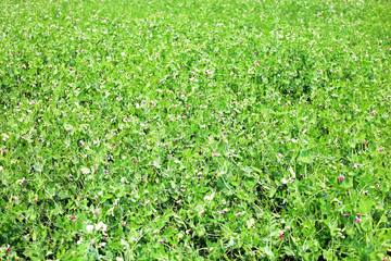 Fototapeta na wymiar fresh bright green pea pods on a pea plants in a garden