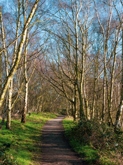 Path through trees with bare winter branches and a blue sky at Fairburn Ings Nature Reserve, West Yorkshire, England