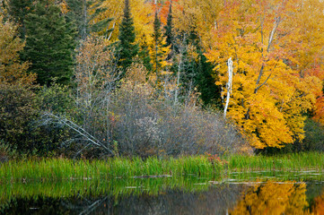 Vibrant fall colors at sunrise on the Michigamme River near Crystal Falls in the Upper Peninsula of Michigan.