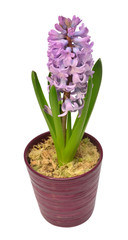 First spring violet hyacinth flower in a pot isolated on a white background. Easter holidays. Garden decoration, landscaping. Floral floristic arrangement. Flat lay, top view