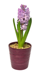 Naklejka na ściany i meble First spring violet hyacinth flower in a pot isolated on a white background. Easter holidays. Garden decoration, landscaping. Floral floristic arrangement. Flat lay, top view