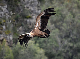 buitre leonado volando en un parque natural