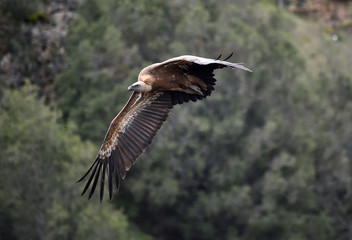 buitre leonado en vuelo