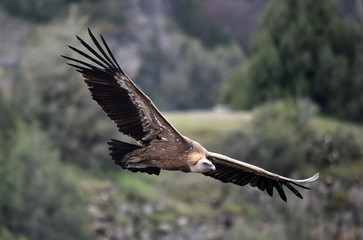 buitre leonado en vuelo
