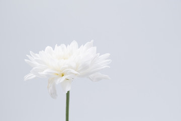 Close-up of white flower on white background