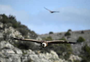 buitre leonado en vuelo