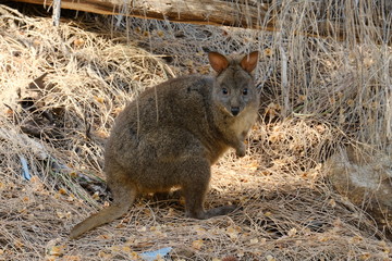 タスマニアの野生のワラビーに見つめられた。 Tasmanian Wallaby sitting on the grass