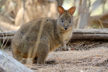 タスマニアの野生のワラビーに見つめられた。 Tasmanian Wallaby sitting on the grass