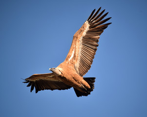 buitre leonado en vuelo