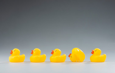 Yellow Rubber Ducks in a Row, Photographed on a Studio Background
