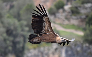 buitre leonado en vuelo
