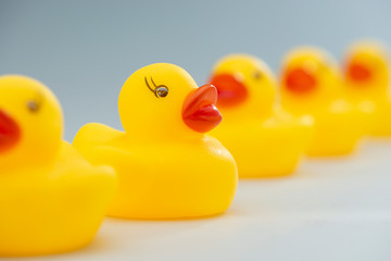 Yellow Rubber Ducks in a Row, Photographed on a Studio Background