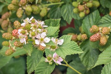 blackberry bush with flowers and unripe blackberries