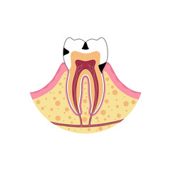 Vector isolated illustration of tooth 