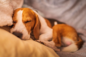 Young beagle dog sleep on pillow.