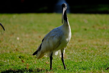 オーストラリアのトキ。Australian White Ibis