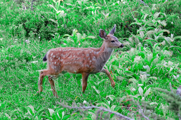 Naklejka na ściany i meble Columbian Black-tailed Deer Fawn in a Lush, Green Meadow.