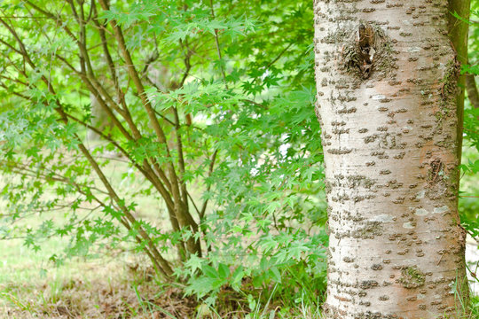 10 Best 桜の樹皮 Images Stock Photos Vectors Adobe Stock