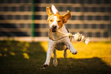 Happy beagle dog in backyard runs and hops jocularly with the toy towards camera