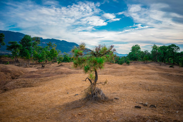 Pequeño arbol en medio de un paisaje semiarido