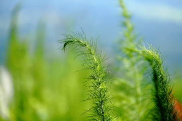 Green Fern